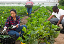 Farm Worker Jobs in Canada for Immigrants